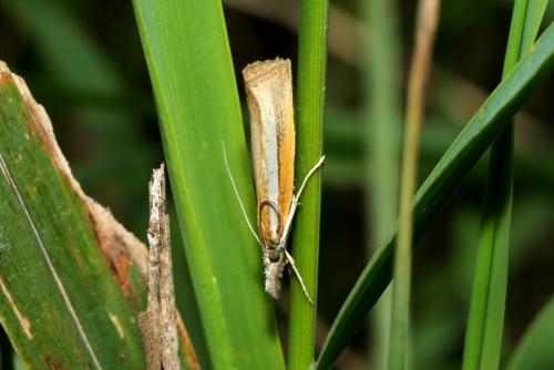 Agriphila selasella